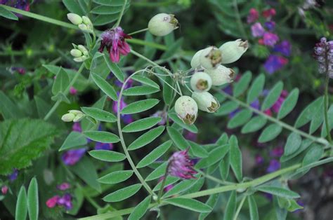 purple vitch|joint vetch plant characteristics.